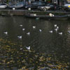 Holland