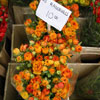 Holland