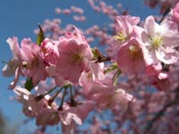 Hanami Season at the Brooklyn Botanical Garden