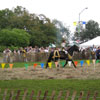 Mediaeval Festival