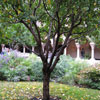 The Cloisters