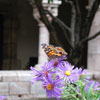 The Cloisters