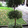 The Cloisters