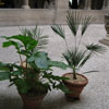 The Cloisters