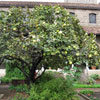 The Cloisters