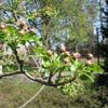 Osborne Garden: Crabapple tree