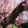 Cherry Esplanade: Weeping cherry tree