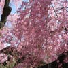 Cherry Esplanade: Weeping cherry tree