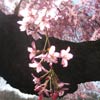 Cherry Esplanade: Weeping cherry tree