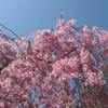 Cherry Esplanade: Weeping cherry tree
