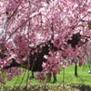 Cherry Esplanade: Weeping cherry tree