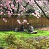 Japanese Hill-and-Pond Garden (North Perimeter): Music Lessons