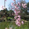 Japanese Hill-and-Pond Garden