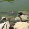 Japanese Hill-and-Pond Garden: Turtles