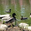 Japanese Hill-and-Pond Garden: Ducks