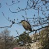 Japanese Hill-and-Pond Garden: Bird in the trees
