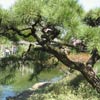 Japanese Hill-and-Pond Garden: Japanese pine