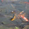 Japanese Hill-and-Pond Garden: Fish by Turtle Island