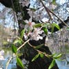 Japanese Hill-and-Pond Garden: Weeping Cherry tree