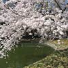 Japanese Hill-and-Pond Garden: Yoshino cherry tree