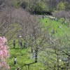 On the overlook, looking onto the Cherry Esplanade