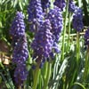 Grape Hyacinths